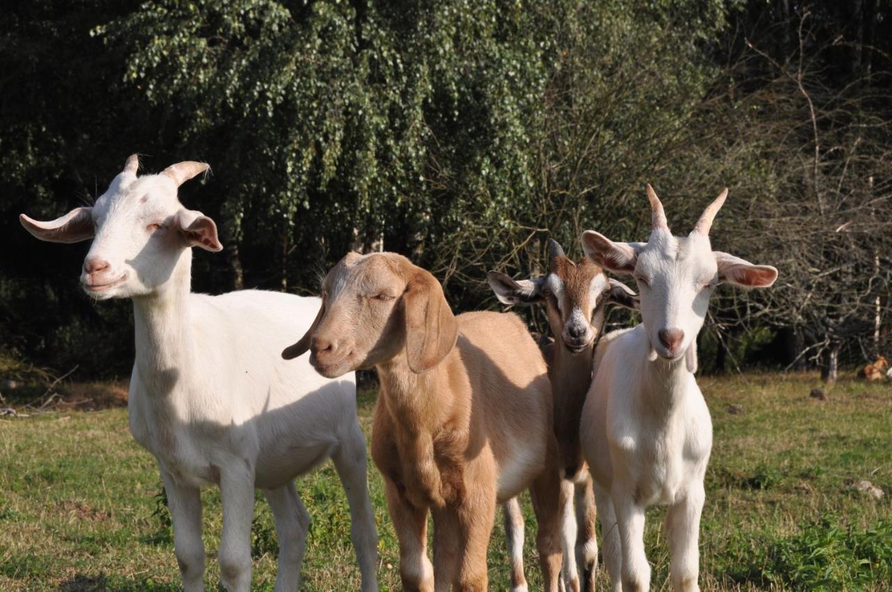 מלון Pobezovice Maringotka Na Samote Na Kozi Farme מראה חיצוני תמונה